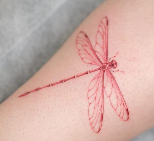 Red Dragonfly On Hand